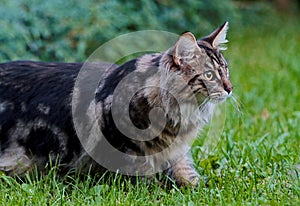 Norwegian forest cat in green grass