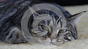 Norwegian forest cat hybrid, on lambskin.