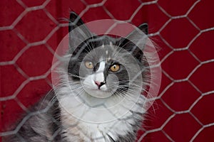 A norwegian forest cat kitten in cat run