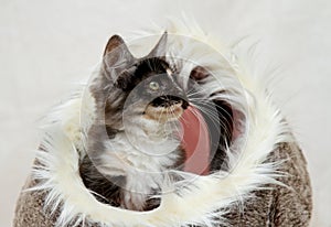 Norwegian forest cat kitten sitting in her furry nest