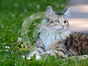 Norwegian forest cat kitten in sunny garden