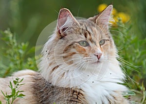 A norwegian forest cat lying in grass