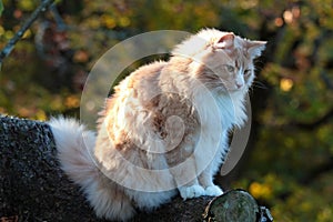 A norwegian forest cat male in autumn forest