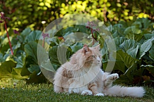 A norwegian forest cat male in the evening light