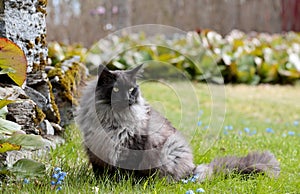 A norwegian forest cat male in garden