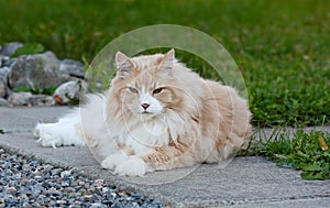 A norwegian forest cat male on green lawn