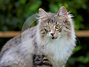 A norwegian forest cat male with his mouth open