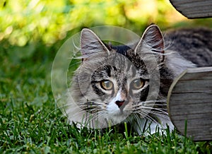 Norwegian forest cat male peeking his fellow cats