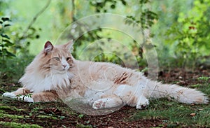 Norwegian forest cat male resting