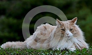 Norwegian forest cat male resting in shadows