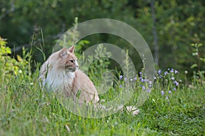 A Norwegian forest cat male sitting in high grass