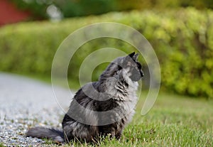 A norwegian forest cat male sitting outdoors