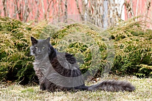 Norwegian forest cat male sitting outdoors in front of white cedar