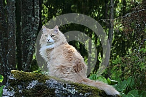 Norwegian forest cat male sitting on a stone