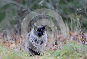 A norwegian forest cat male standing in autumnal forest