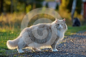 A norwegian forest cat male standing on a country road