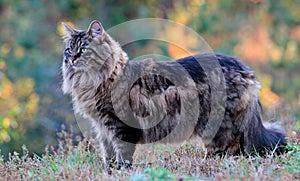 Norwegian forest cat male standing in dry grass