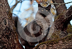 Norwegian forest cat male stands high on tree photo