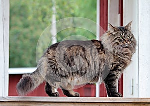 A norwegian forest cat male standing on a step