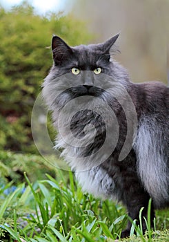 Norwegian forest cat male with strict expression