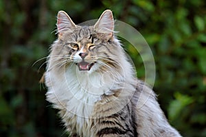 Norwegian forest cat male is winking eye