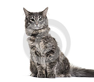 Norwegian Forest Cat, 9 months old