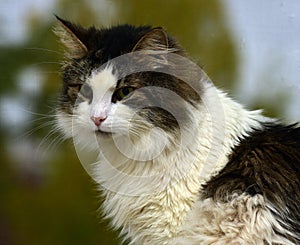 Norwegian forest cat