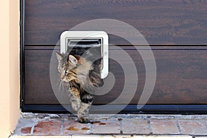 A Norwegian Forest Cat passes through a cat flap