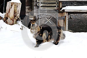 A Norwegian Forest Cat playing with another cat in the snow in front of a wooden house