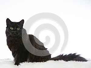 Norwegian forest cat potrait in a studio.