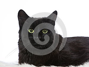 Norwegian forest cat potrait in a studio.