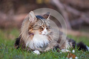 Norwegian forest cat resting on a meadow. nap