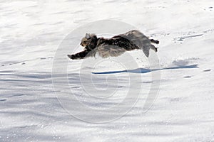 Norwegian forest cat running with big jumps by the snow