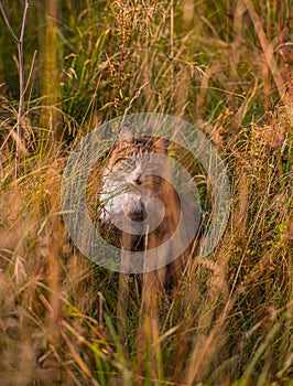 A norwegian forest cat sitting in high grass