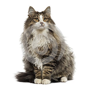 Norwegian Forest cat sitting, looking up, isolated