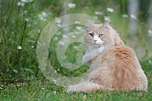 Norwegian forest cat sitting outdoors in meadow