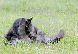 Norwegian forest cat sitting and washing