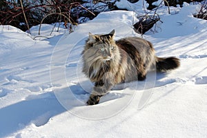 Norwegian forest cat