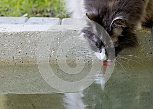 Norwegian forest cat tortoiseshell drinking water