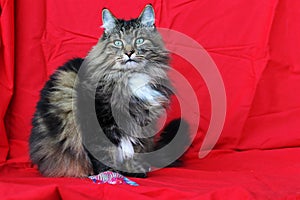 A Norwegian Forest Cat with toys on a red background