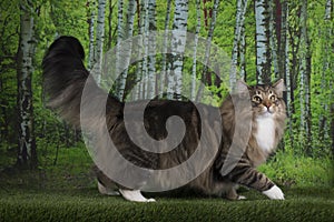 Norwegian Forest Cat walking in a birch forest