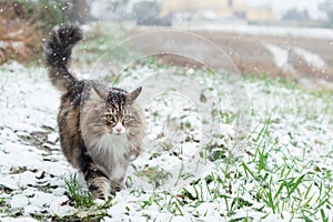 Norwegian forest cat walking on a snow-covered field