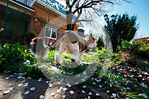 Norwegian Forest Cat walks through the courtyard of the house in the garden which is covered with petals of a blossoming