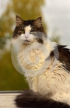 Norwegian forest cat