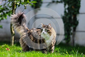 A Norwegian Forest cross bread cat with bright green eyes enjoying a walk outside in the grass