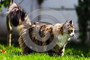 A Norwegian Forest cross bread cat with bright green eyes enjoying a walk outside in the grass