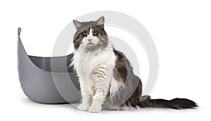 Norwegian Forestcat cat on white background