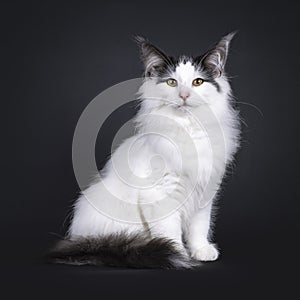 Norwegian Forestcat kitten on black background