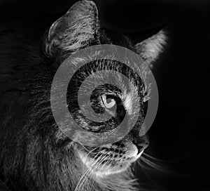 Norwegian forests cat