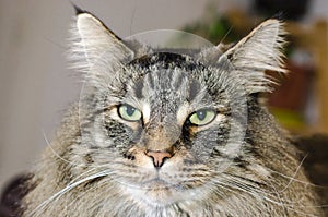 Norwegian forests cat